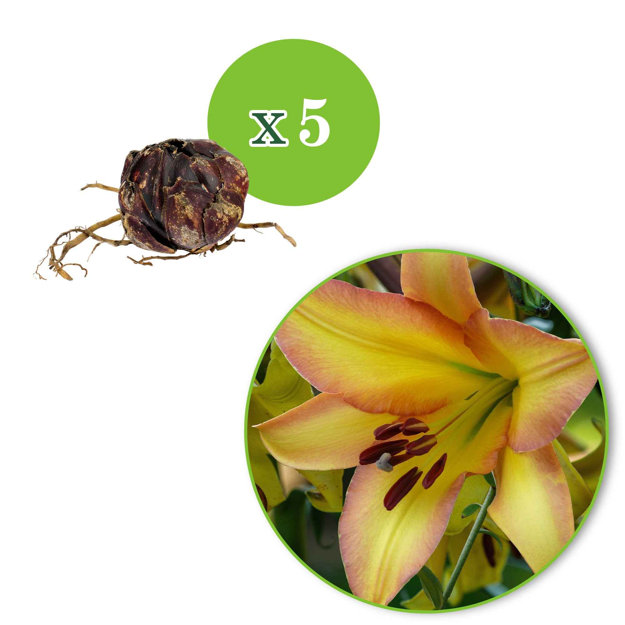 Productafbeelding 3
