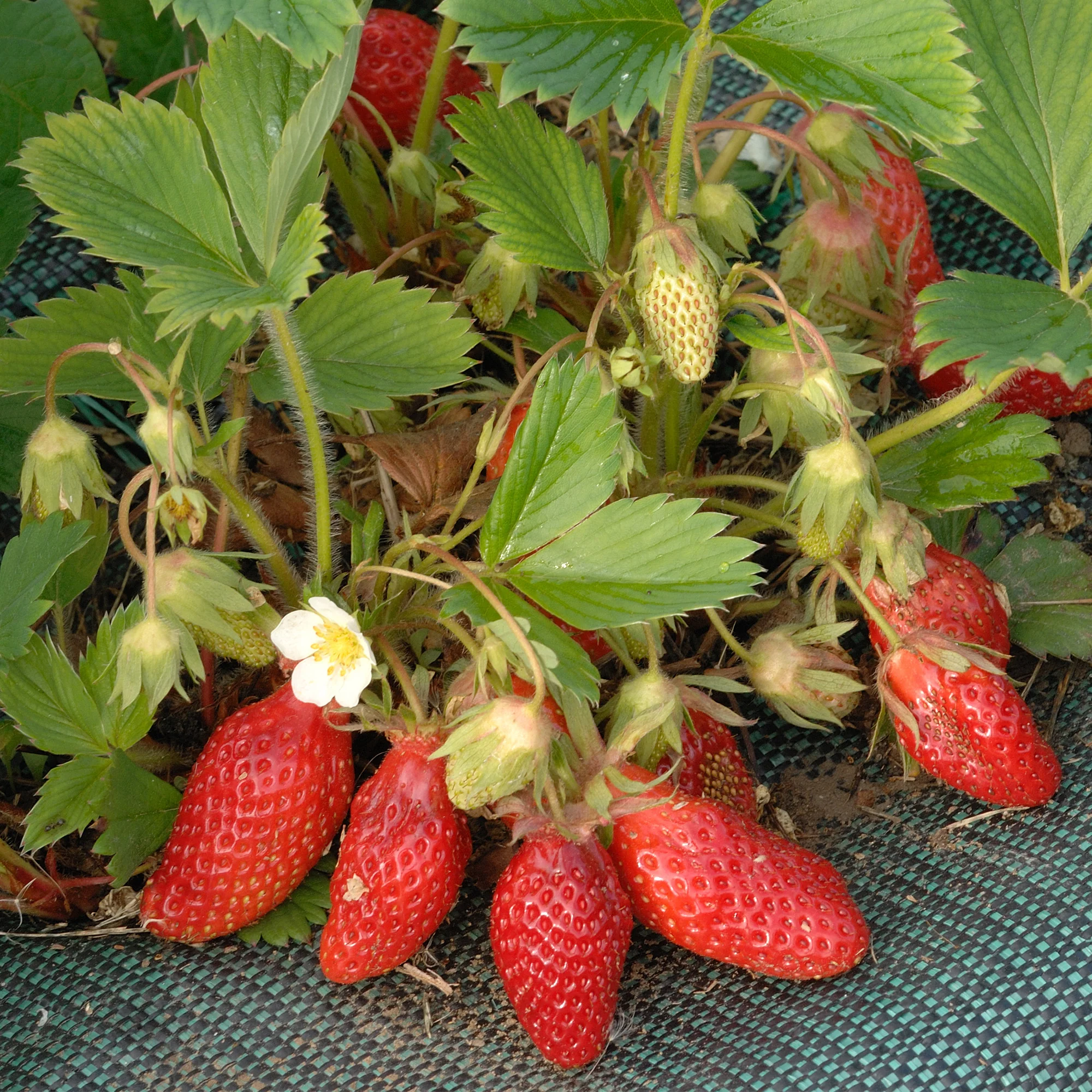 Productafbeelding 3