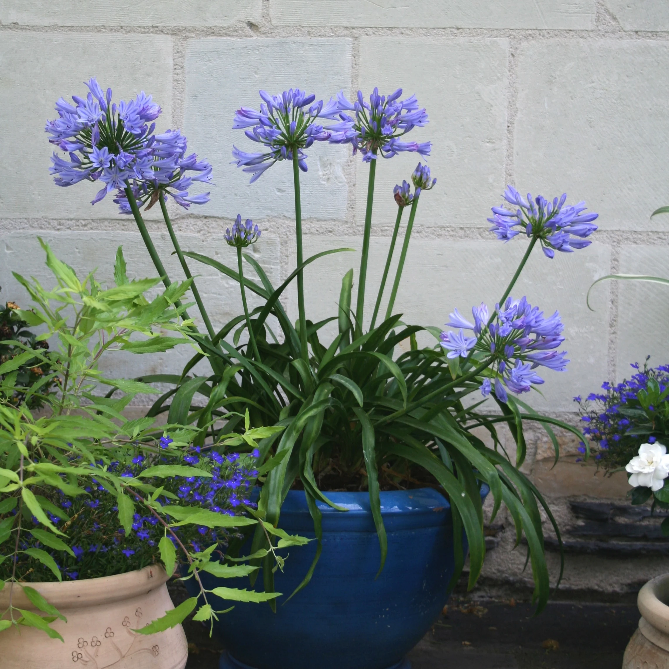 Miniatuur 1
