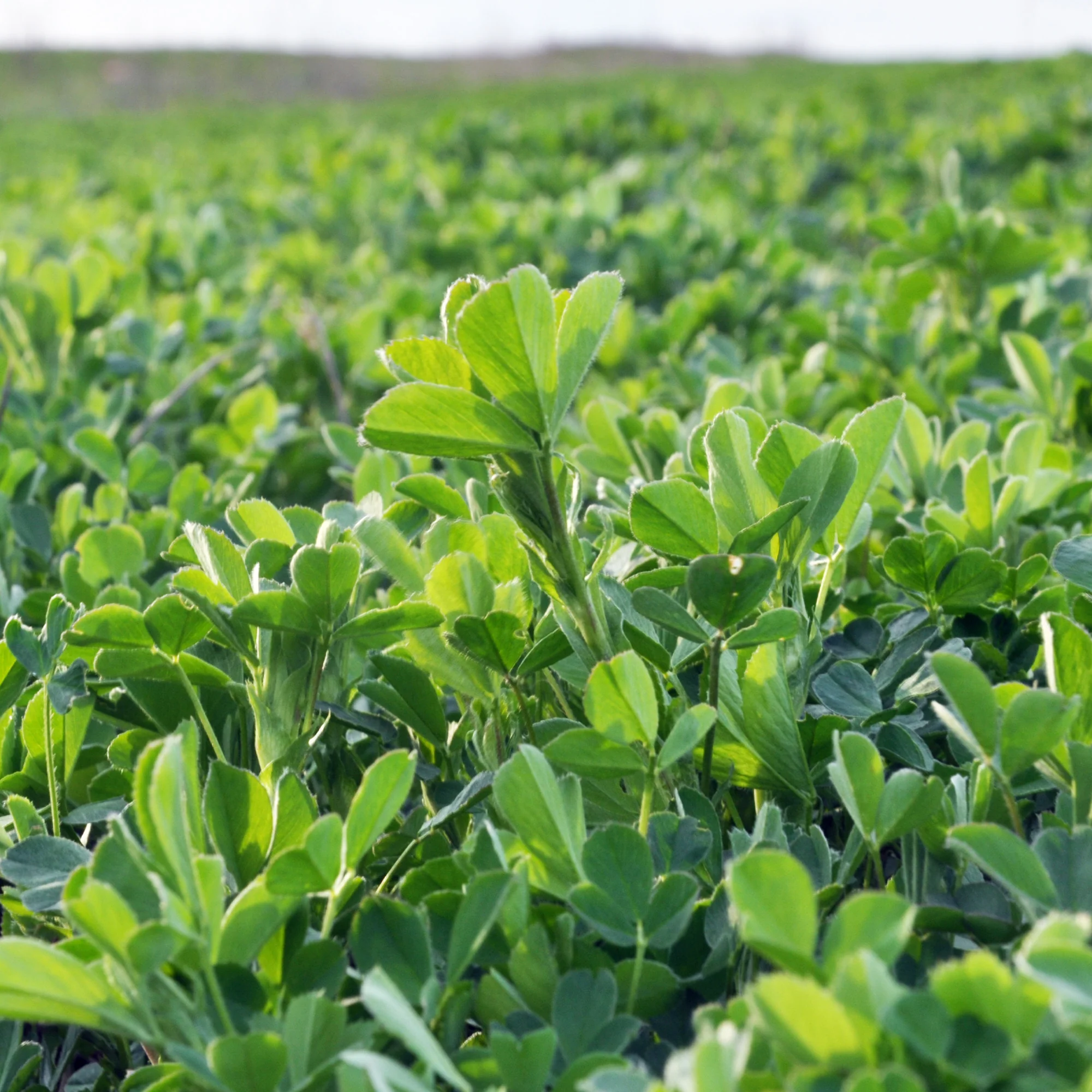 Productafbeelding 2