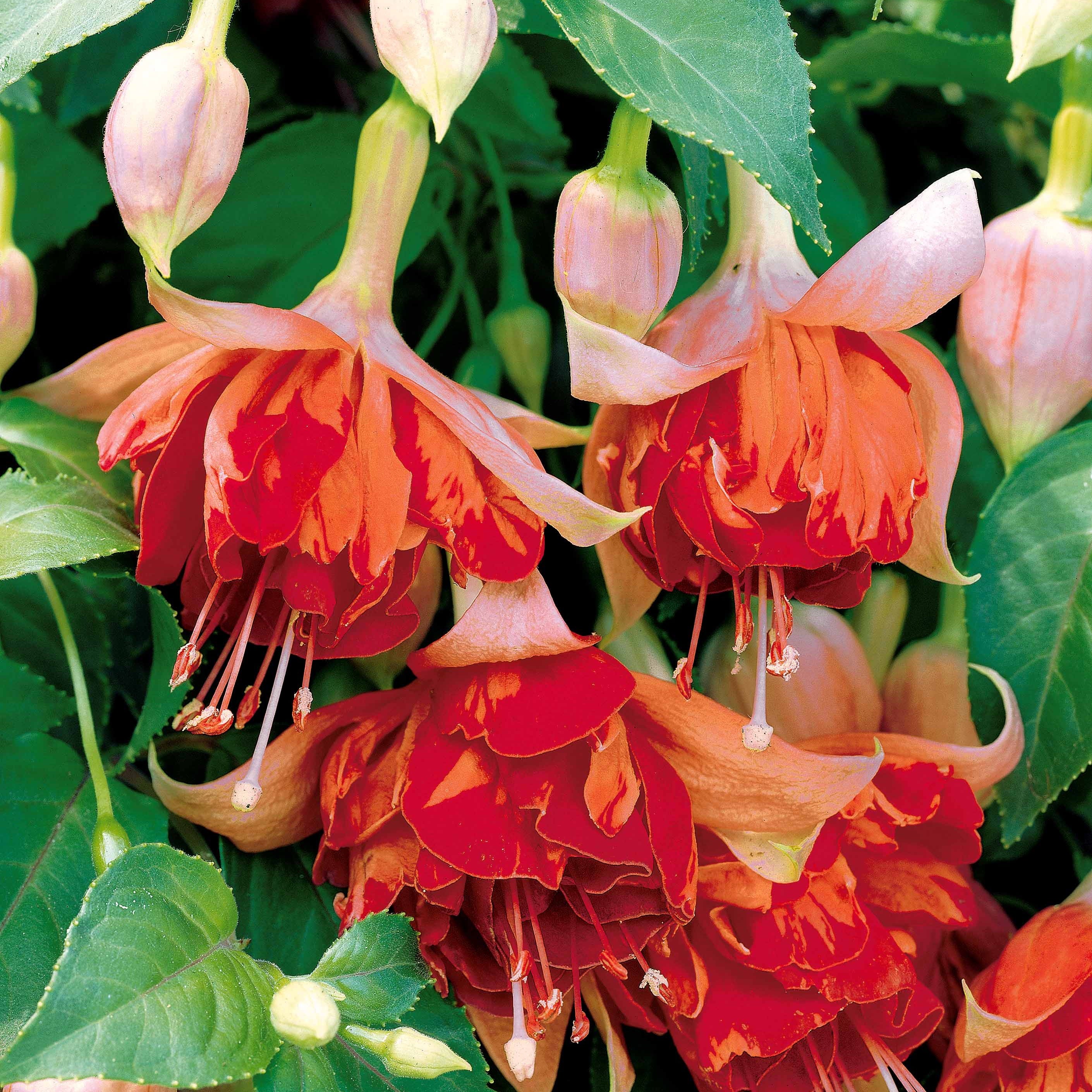 Productafbeelding 3