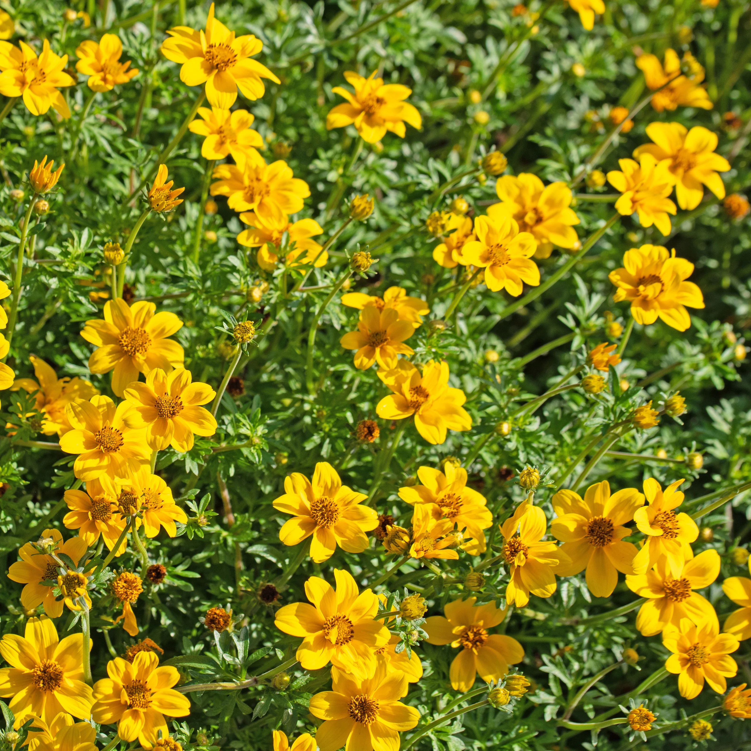 Miniatuur 2