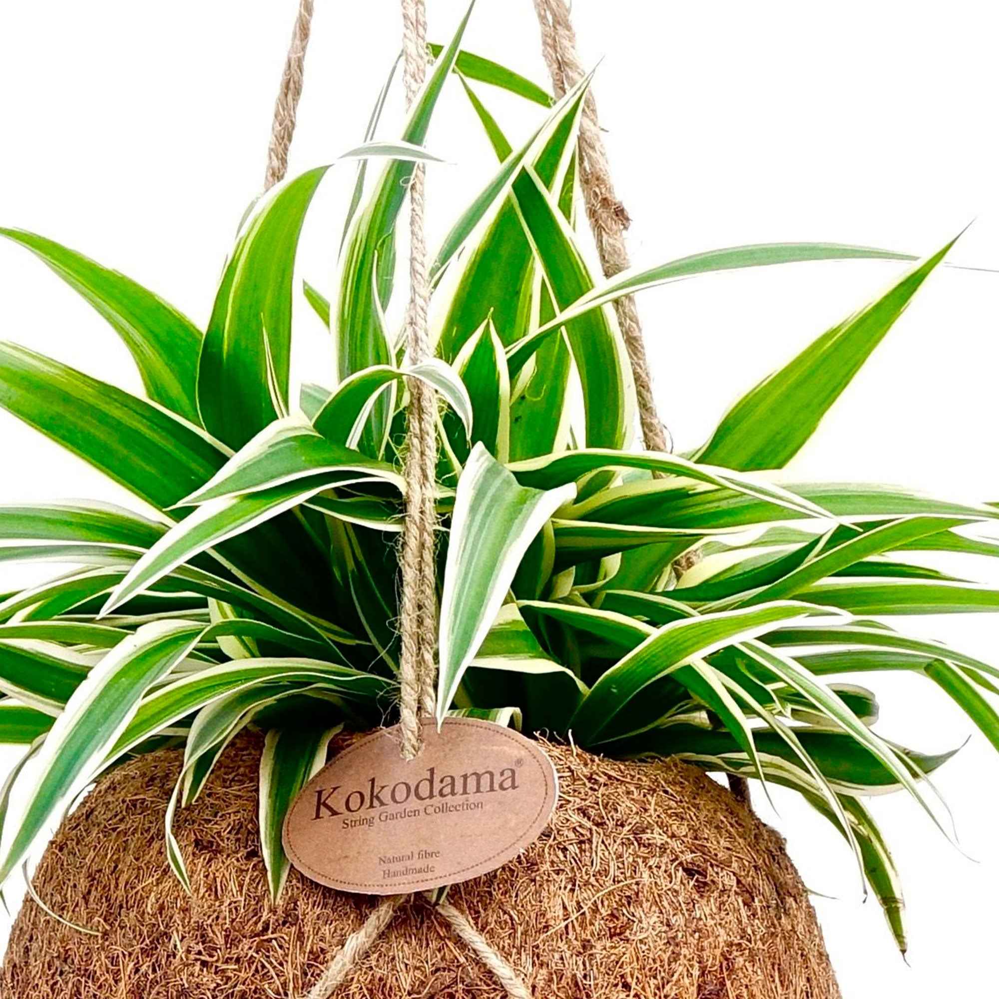 Productafbeelding 2