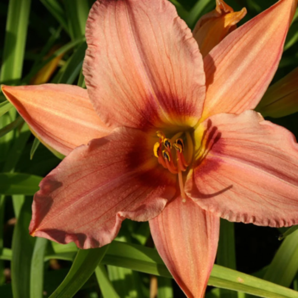 Productafbeelding 1