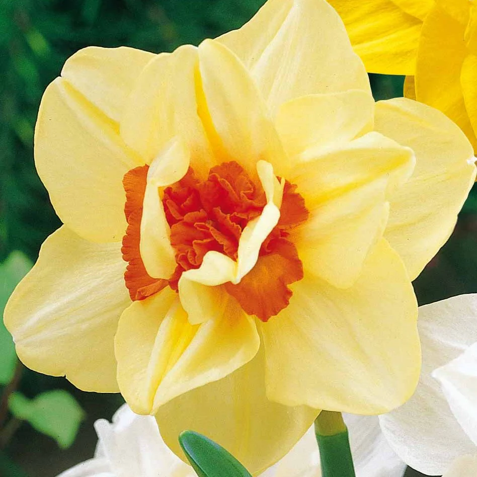Productafbeelding 2