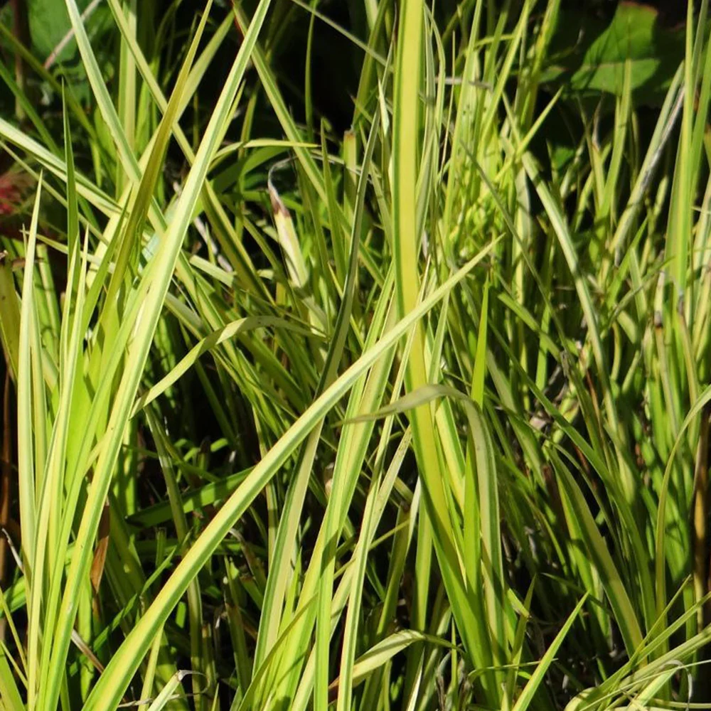 Productafbeelding 4