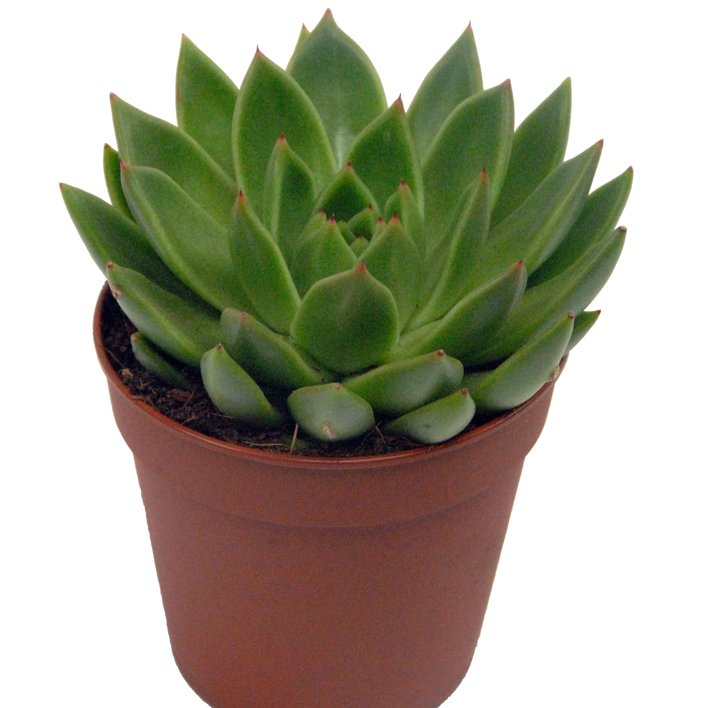 Miniatuur 2