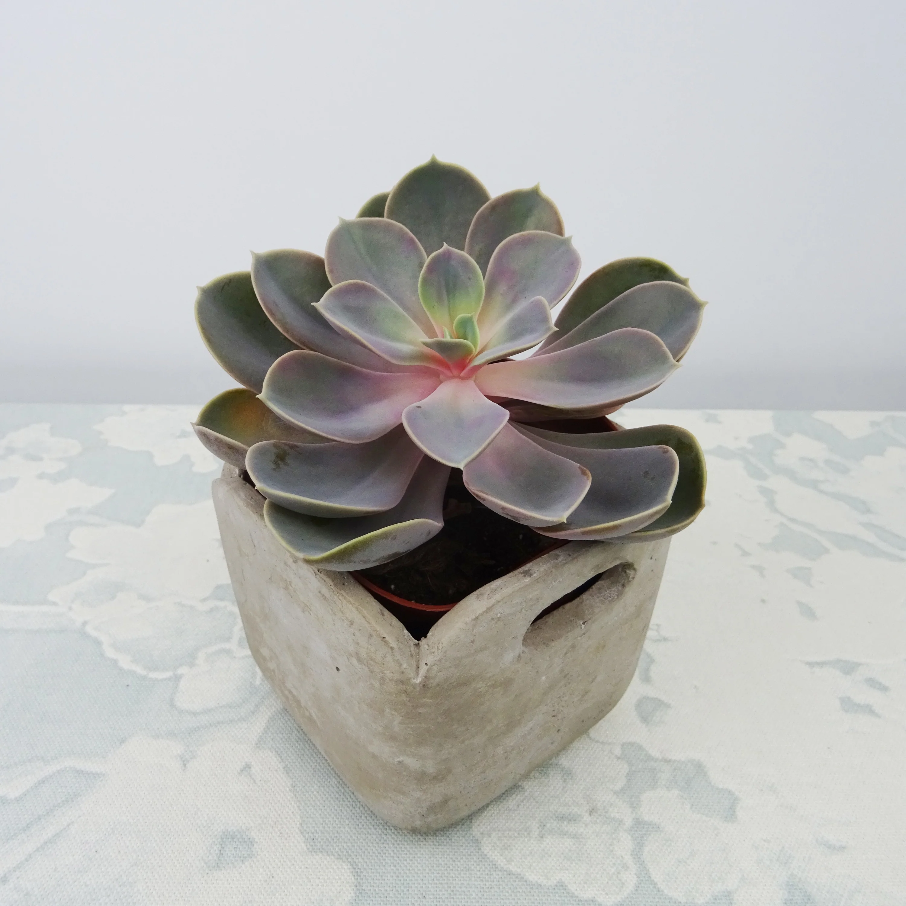 Miniatuur 1