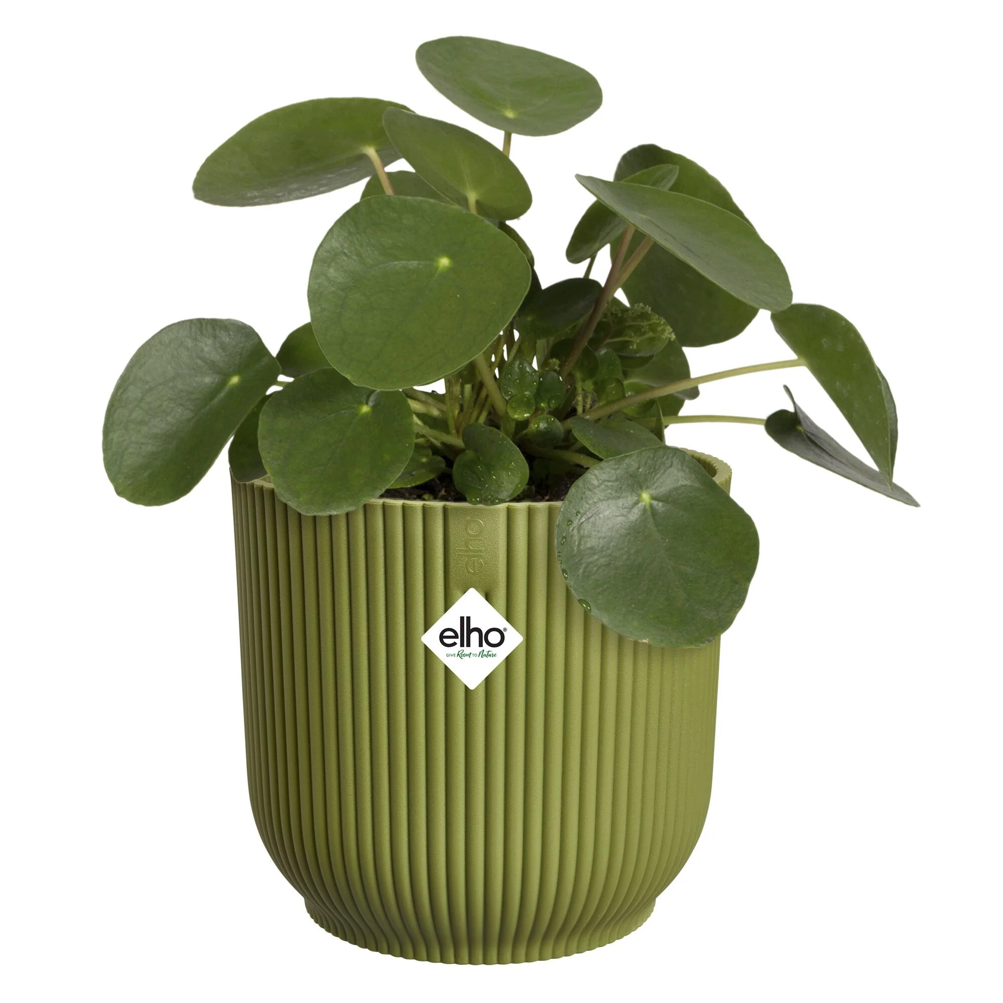 Miniatuur 2