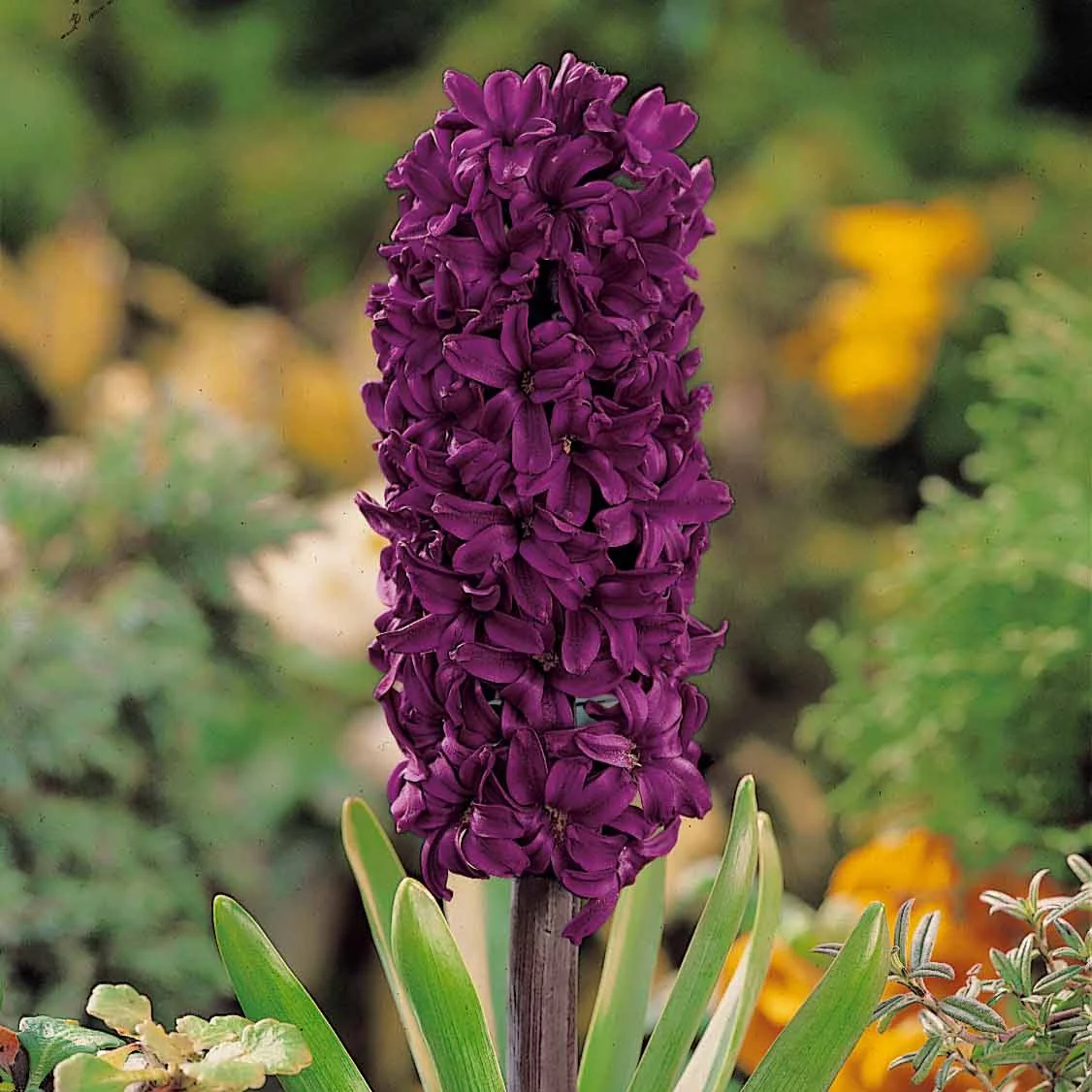 Productafbeelding 4
