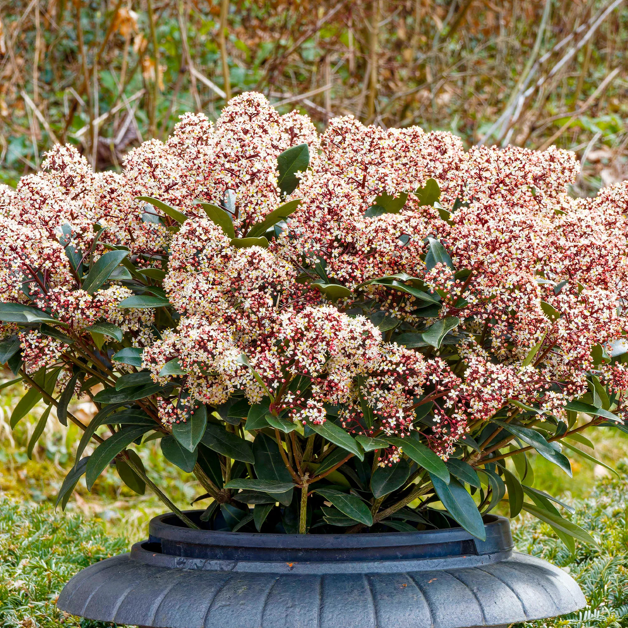 Productafbeelding 6