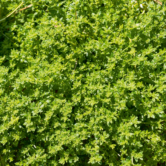 Productafbeelding 4