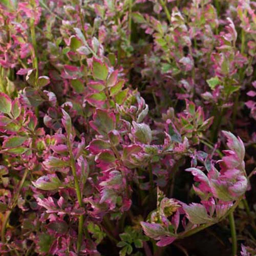 Productafbeelding 1
