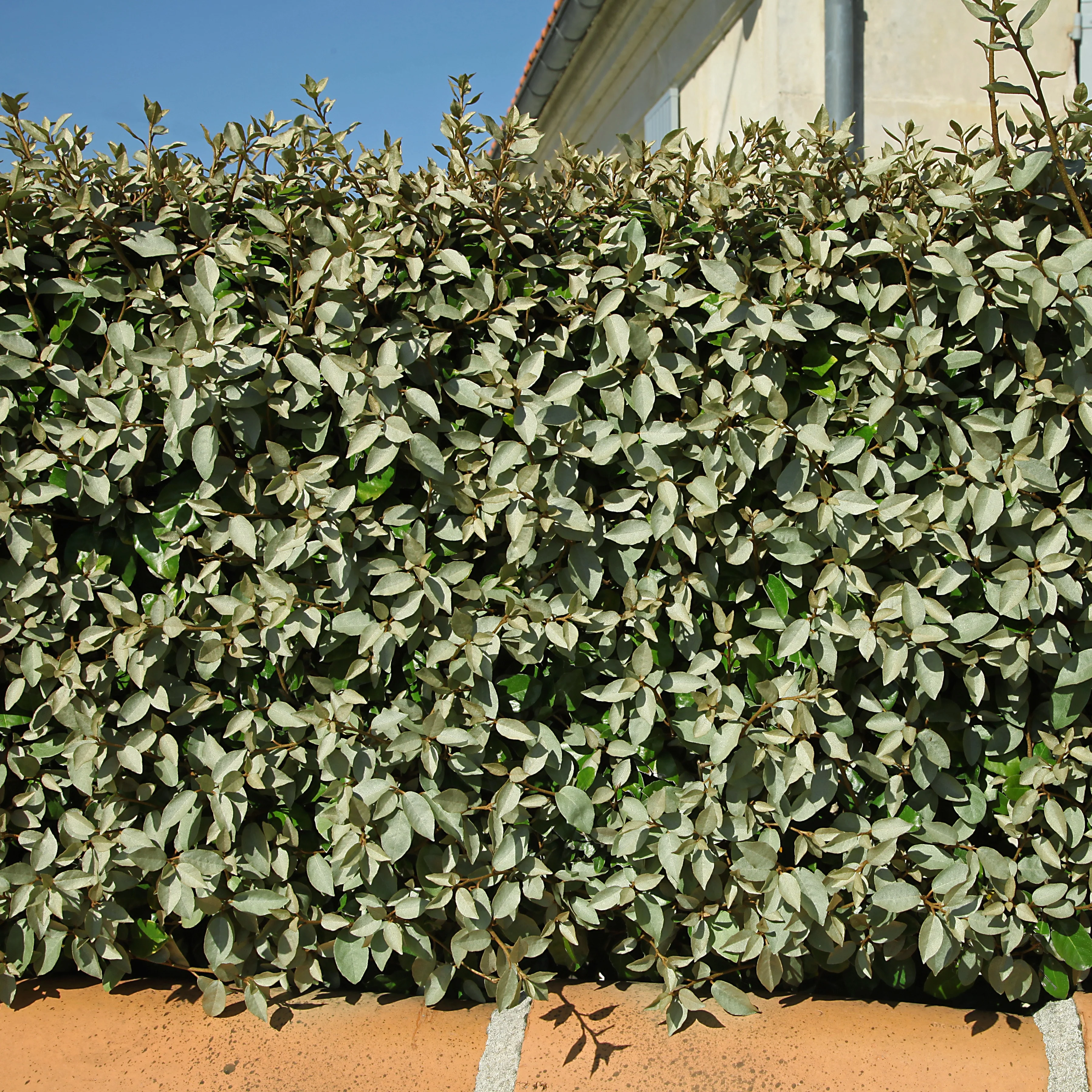 Miniatuur 1