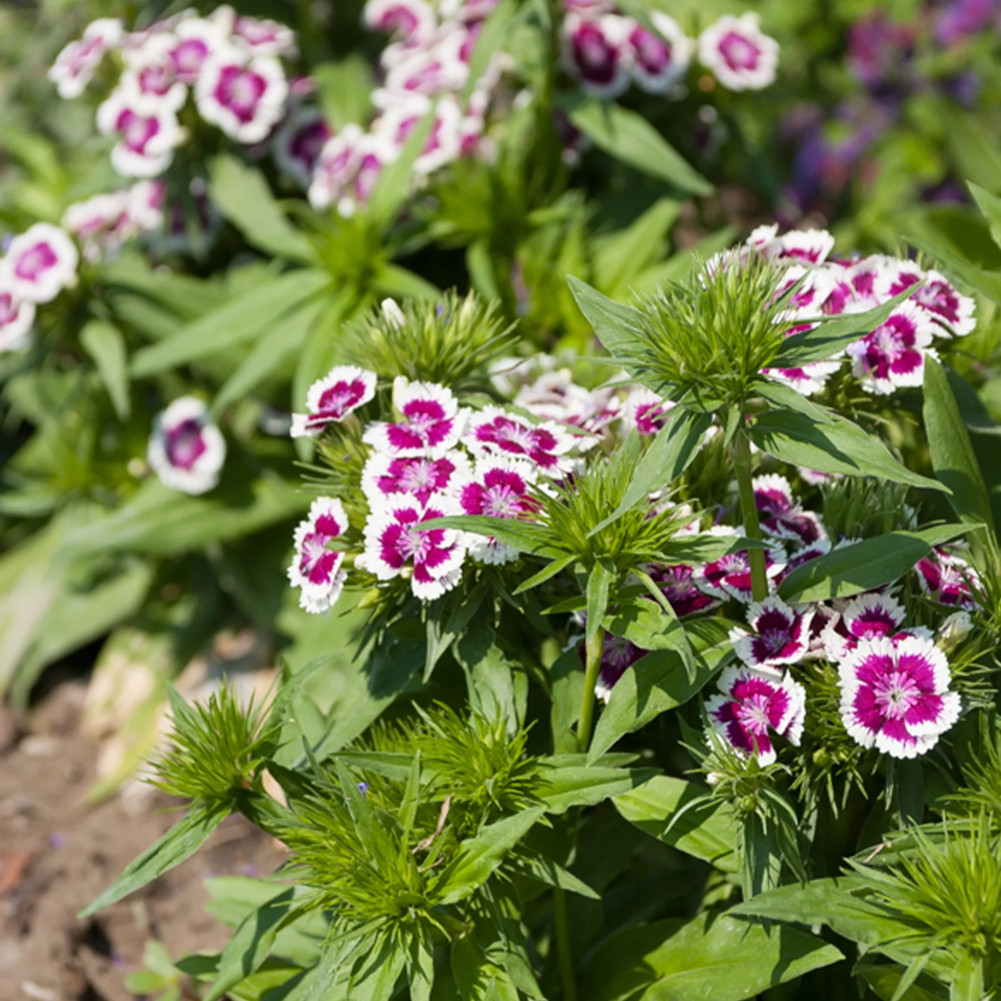 Miniatuur 1