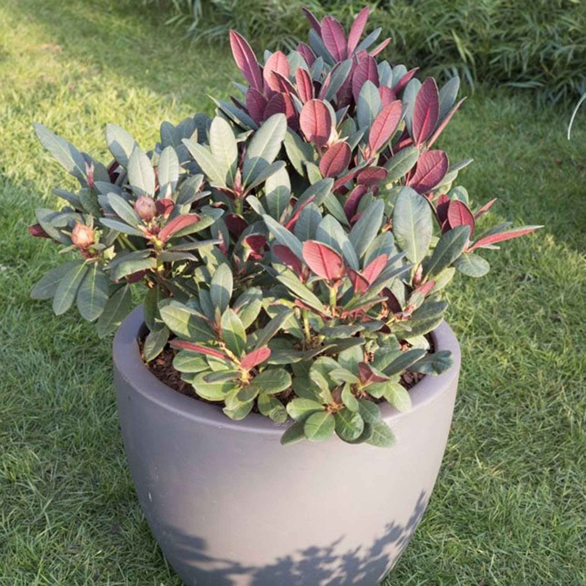 Miniatuur 2
