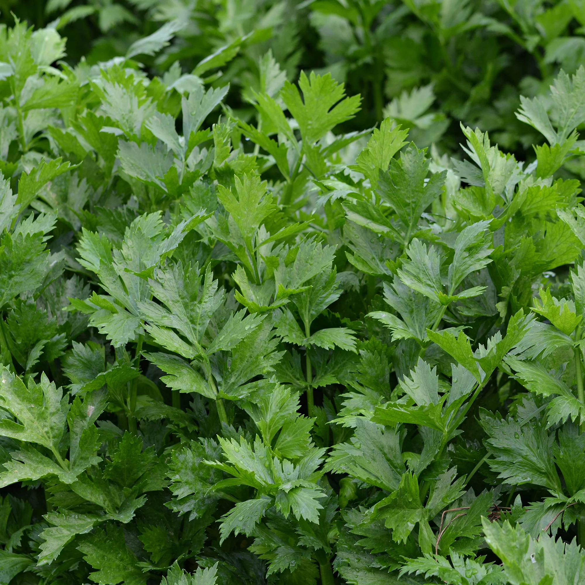 Productafbeelding 2