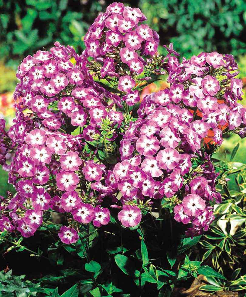 Miniatuur 2