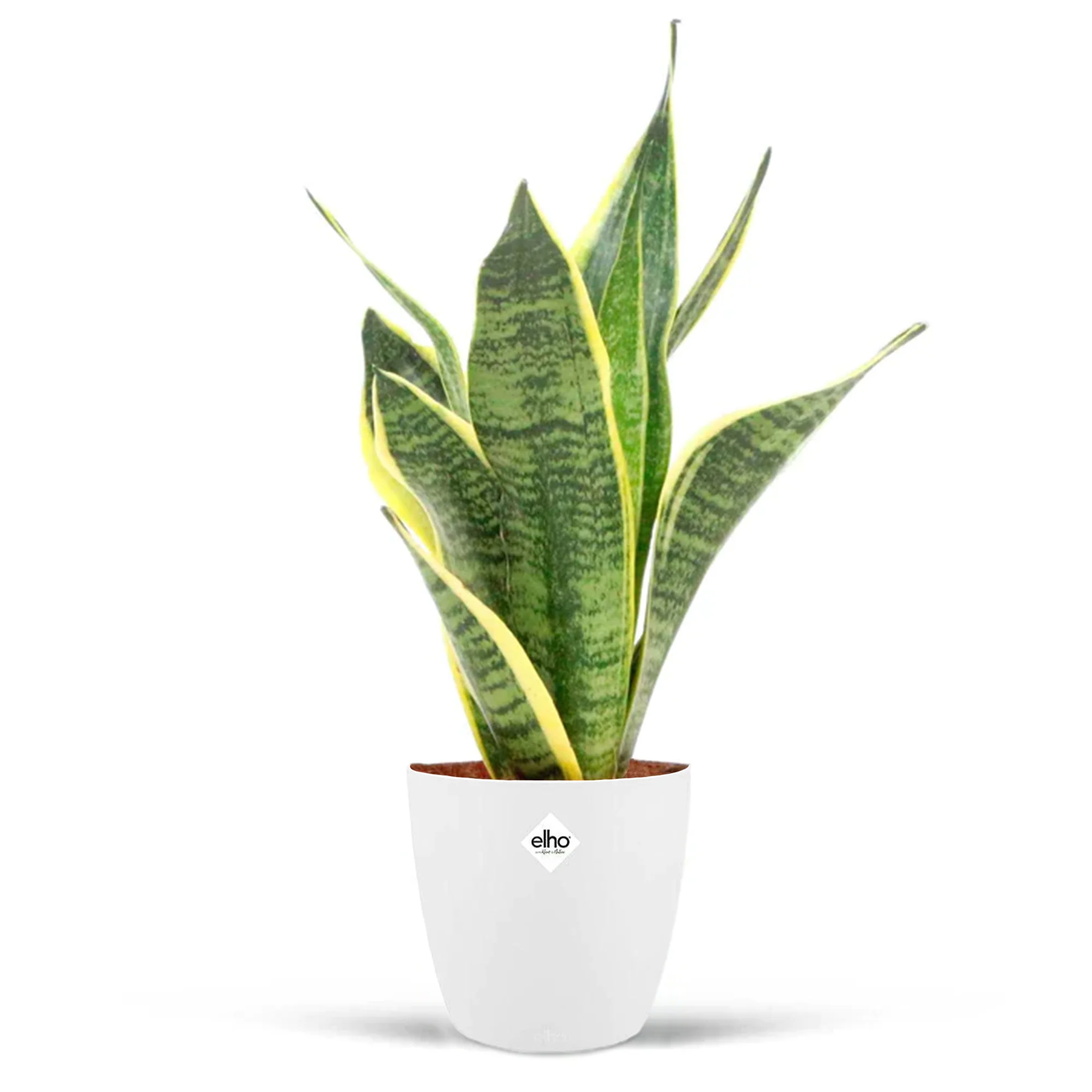 Miniatuur 1